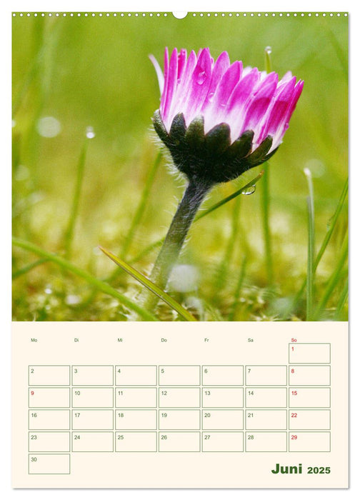 Verträumte Gänseblümchen (CALVENDO Wandkalender 2025)