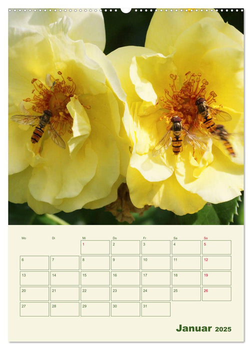 Es summt, flattert, brummt (CALVENDO Premium Wandkalender 2025)