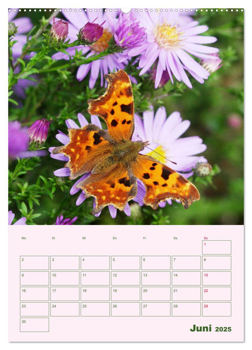 Es summt, flattert, brummt (CALVENDO Premium Wandkalender 2025)