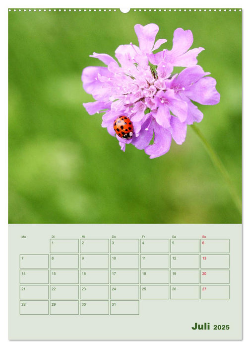 Es summt, flattert, brummt (CALVENDO Premium Wandkalender 2025)