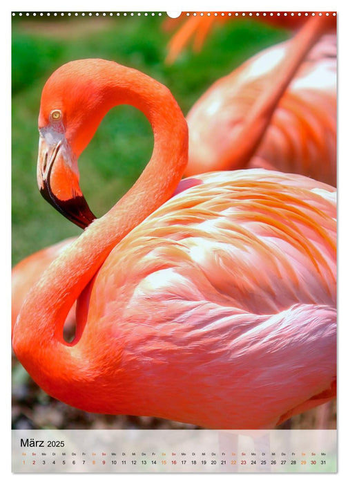 Flamingos - Eleganz und Schönheit (CALVENDO Wandkalender 2025)