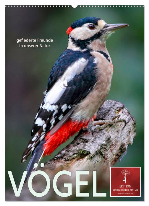 Vögel - gefiederte Freunde in unserer Natur (CALVENDO Wandkalender 2025)