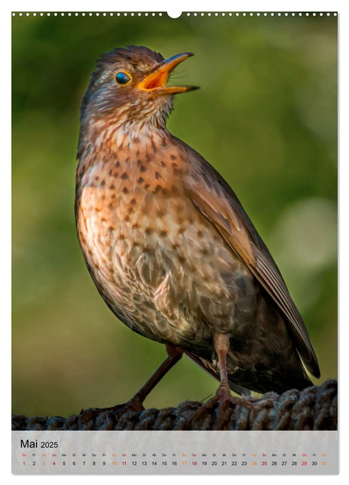 Vögel - gefiederte Freunde in unserer Natur (CALVENDO Wandkalender 2025)