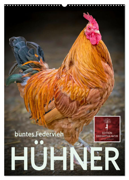 Hühner - buntes Federvieh (CALVENDO Wandkalender 2025)