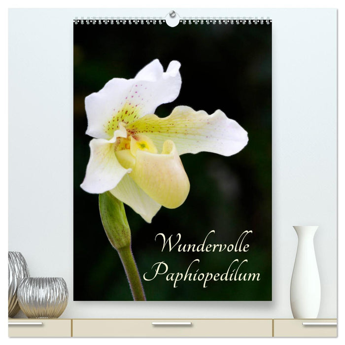 Wundervolle Paphiopedilum (CALVENDO Premium Wandkalender 2025)