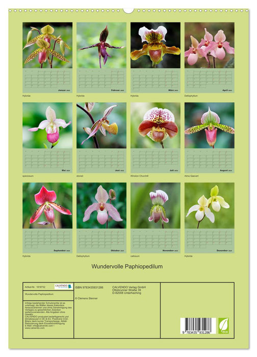 Wundervolle Paphiopedilum (CALVENDO Premium Wandkalender 2025)