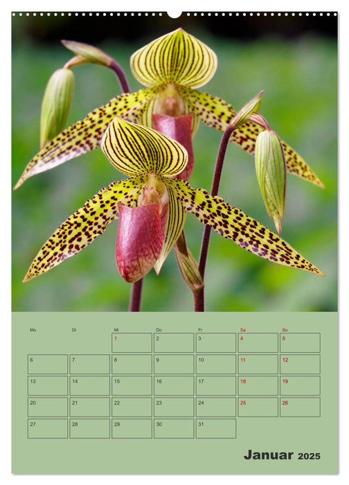 Wundervolle Paphiopedilum (CALVENDO Premium Wandkalender 2025)