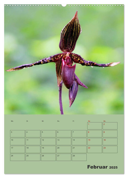 Wundervolle Paphiopedilum (CALVENDO Premium Wandkalender 2025)