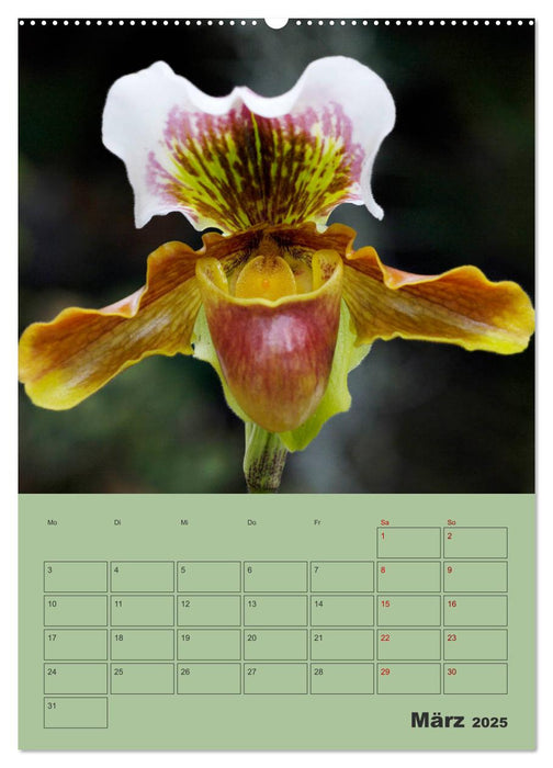 Wundervolle Paphiopedilum (CALVENDO Premium Wandkalender 2025)