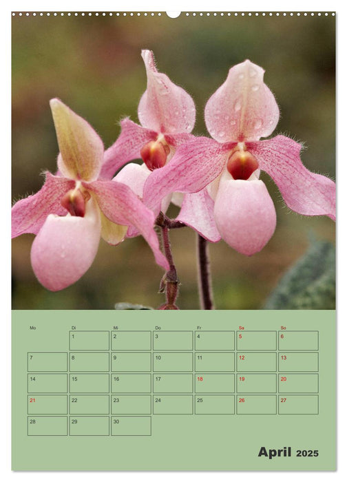 Wundervolle Paphiopedilum (CALVENDO Premium Wandkalender 2025)