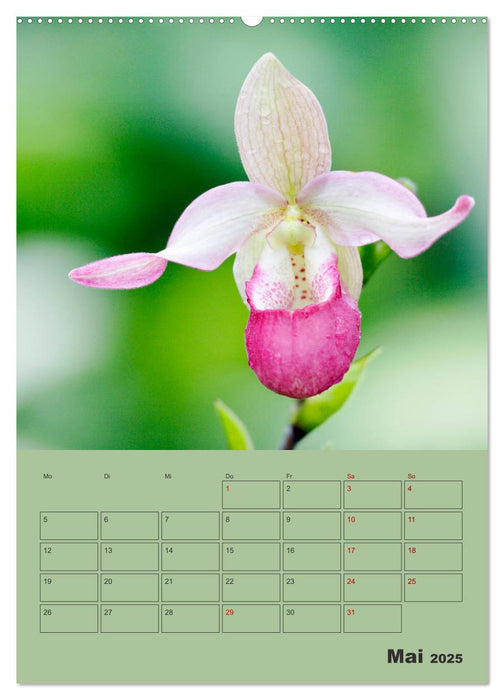 Wundervolle Paphiopedilum (CALVENDO Premium Wandkalender 2025)