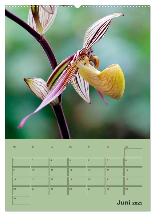 Wundervolle Paphiopedilum (CALVENDO Premium Wandkalender 2025)