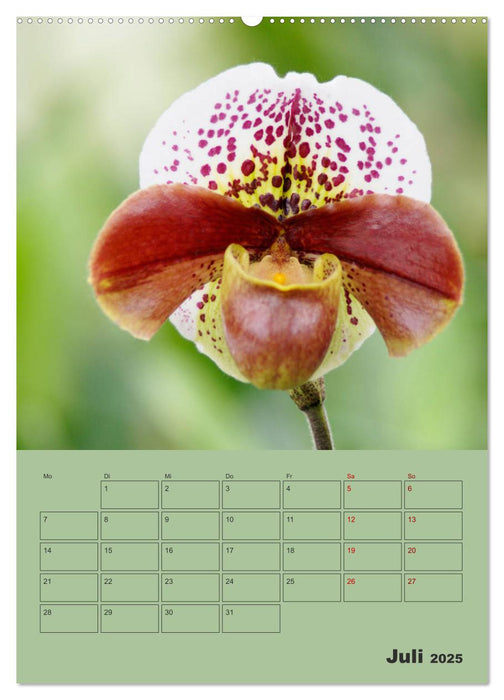 Wundervolle Paphiopedilum (CALVENDO Premium Wandkalender 2025)