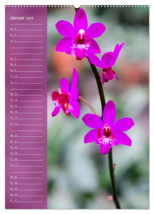 Farbzauber Natur Orchideen - Geburtstagskalender (CALVENDO Premium Wandkalender 2025)