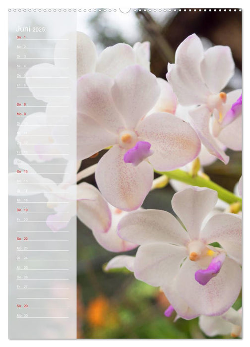 Farbzauber Natur Orchideen - Geburtstagskalender (CALVENDO Premium Wandkalender 2025)