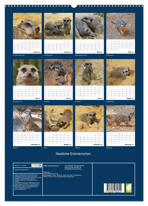 Niedliche Erdmännchen (CALVENDO Wandkalender 2025)