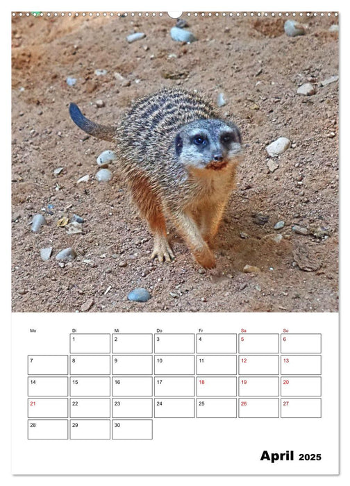 Niedliche Erdmännchen (CALVENDO Wandkalender 2025)