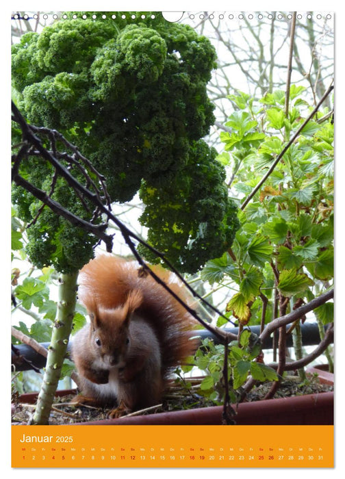 Mein Bio-Balkon: Naturerlebnis mitten in der Stadt (CALVENDO Wandkalender 2025)