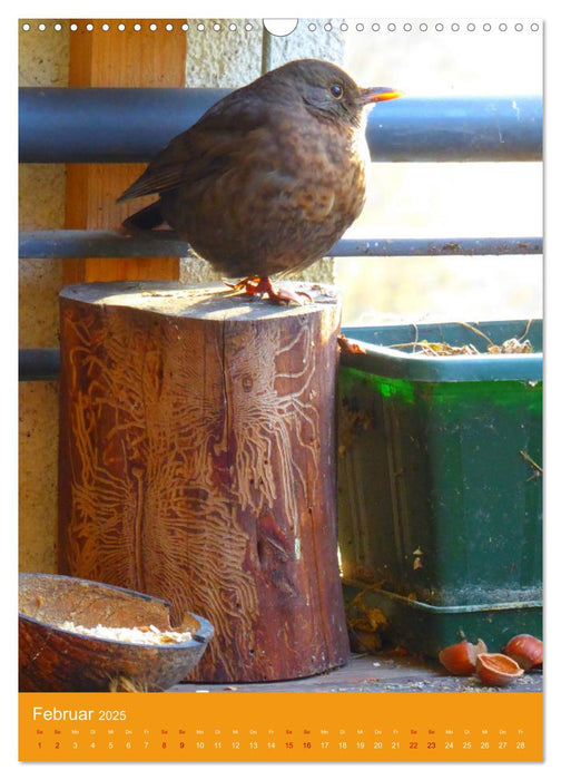 Mein Bio-Balkon: Naturerlebnis mitten in der Stadt (CALVENDO Wandkalender 2025)