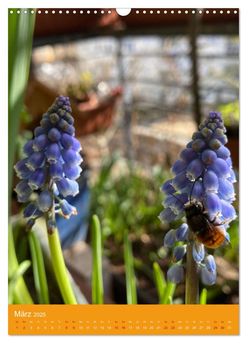 Mein Bio-Balkon: Naturerlebnis mitten in der Stadt (CALVENDO Wandkalender 2025)