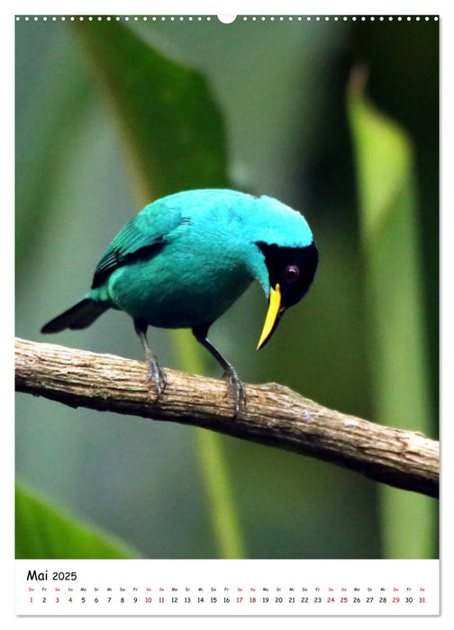 Costa Rica - Fauna & Flora (CALVENDO Premium Wandkalender 2025)