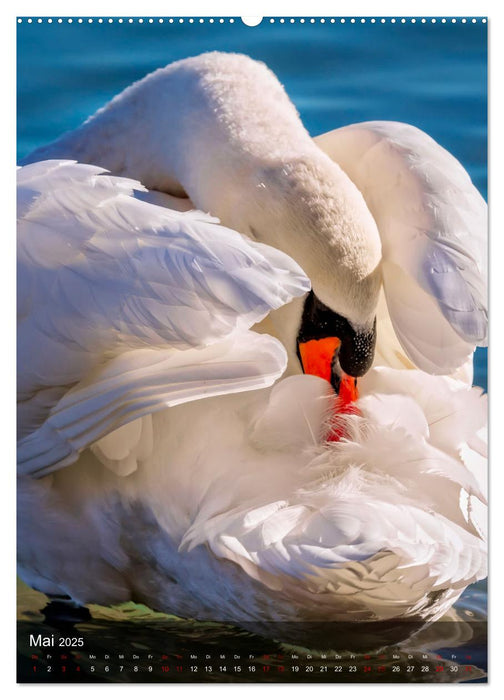 Der Schwan (CALVENDO Wandkalender 2025)