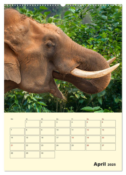 ELEFANTEN - Asiens graue Riesen (CALVENDO Premium Wandkalender 2025)