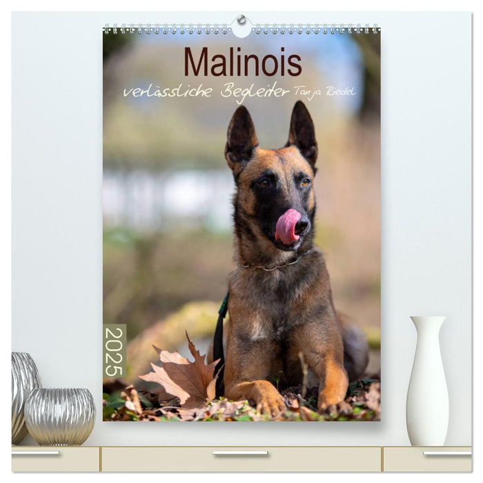 Malinois verlässliche Begleiter (CALVENDO Premium Wandkalender 2025)