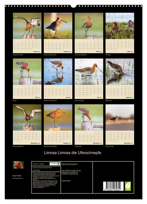 Limosa Limosa die Uferschnepfe (CALVENDO Premium Wandkalender 2025)