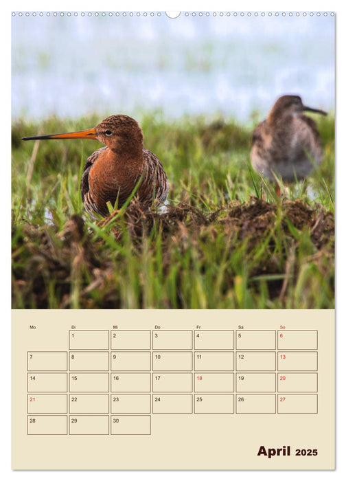 Limosa Limosa die Uferschnepfe (CALVENDO Premium Wandkalender 2025)