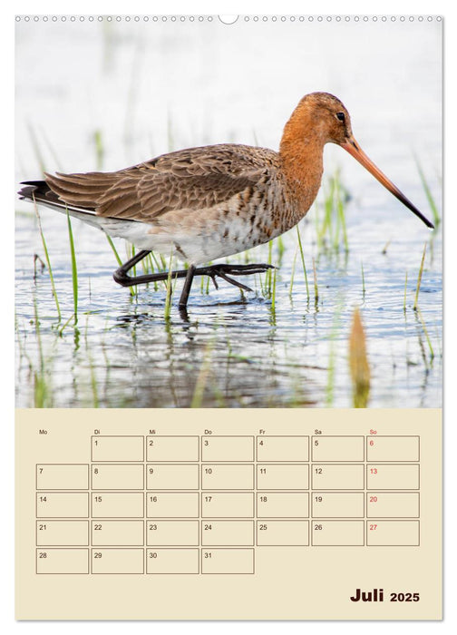 Limosa Limosa die Uferschnepfe (CALVENDO Premium Wandkalender 2025)