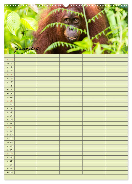 Familienplaner 2025 - Orang Utans im Dschungel (CALVENDO Premium Wandkalender 2025)