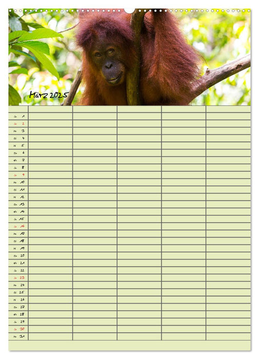 Familienplaner 2025 - Orang Utans im Dschungel (CALVENDO Premium Wandkalender 2025)