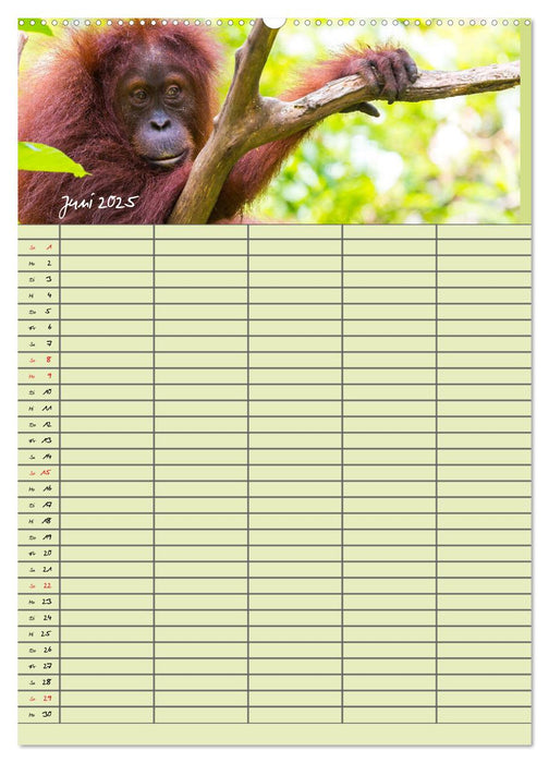 Familienplaner 2025 - Orang Utans im Dschungel (CALVENDO Premium Wandkalender 2025)