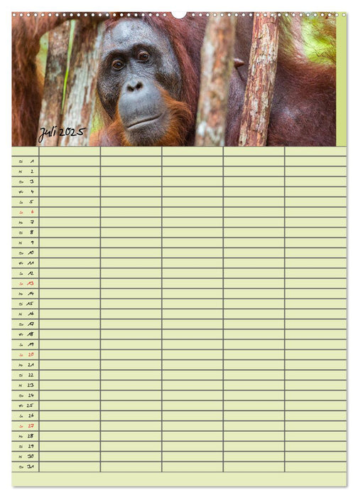 Familienplaner 2025 - Orang Utans im Dschungel (CALVENDO Premium Wandkalender 2025)