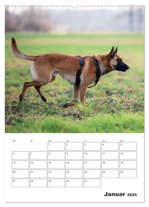 Malinois Power auf vier Pfoten (CALVENDO Premium Wandkalender 2025)