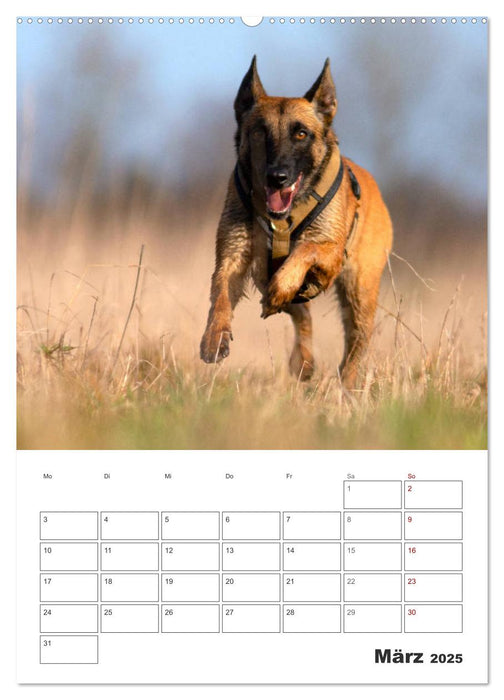 Malinois Power auf vier Pfoten (CALVENDO Premium Wandkalender 2025)