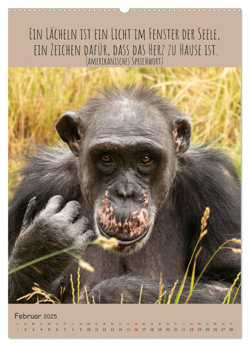 Besinnliche Schimpansen (CALVENDO Wandkalender 2025)