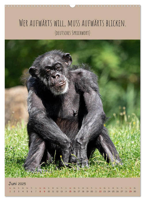 Besinnliche Schimpansen (CALVENDO Wandkalender 2025)