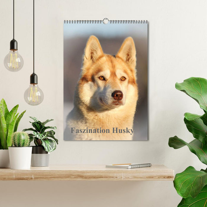 Faszination Husky (CALVENDO Wandkalender 2025)