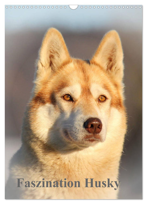 Faszination Husky (CALVENDO Wandkalender 2025)