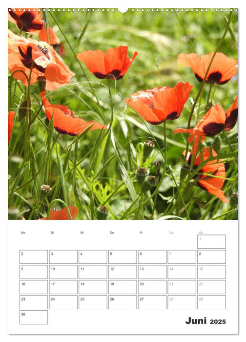 Armeniens Charme (CALVENDO Premium Wandkalender 2025)