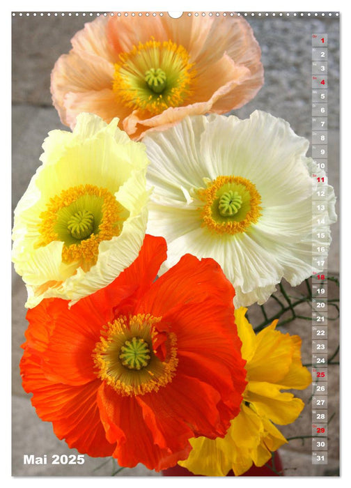 Mohn - Ein Blütentraum (CALVENDO Premium Wandkalender 2025)