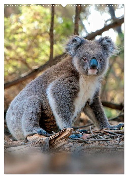 Koala, kleiner Bär (CALVENDO Premium Wandkalender 2025)