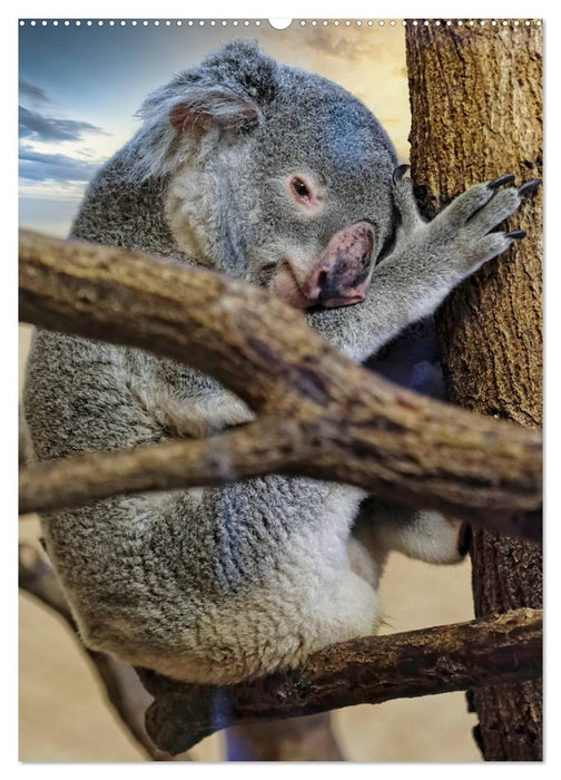 Koala, kleiner Bär (CALVENDO Premium Wandkalender 2025)