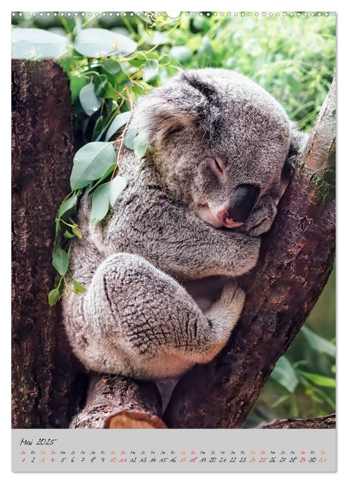 Koala, kleiner Bär (CALVENDO Premium Wandkalender 2025)