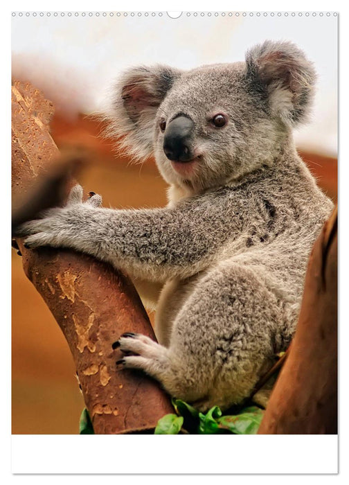 Koala, kleiner Bär (CALVENDO Premium Wandkalender 2025)