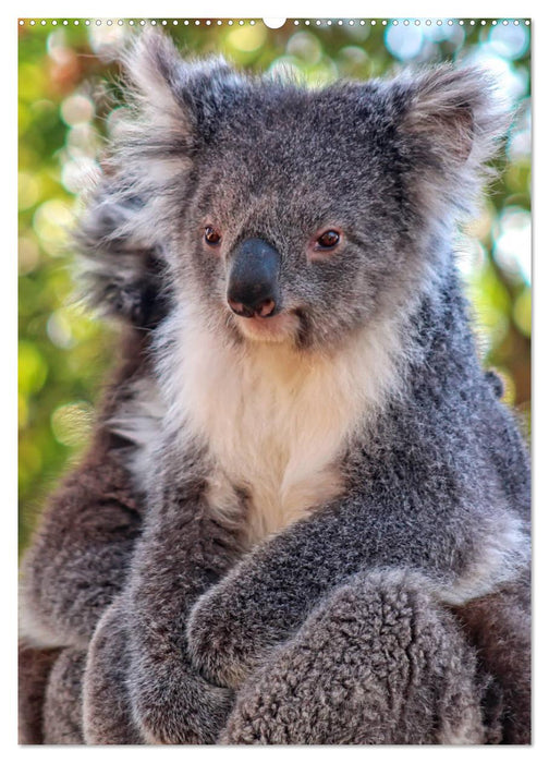 Koala, kleiner Bär (CALVENDO Premium Wandkalender 2025)