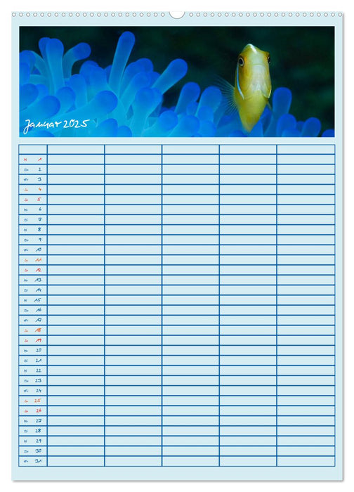 Der Nemo-Kalender (CALVENDO Wandkalender 2025)