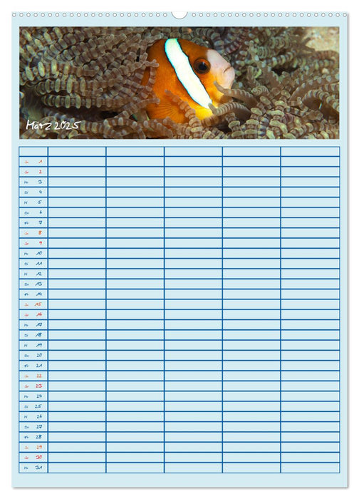 Der Nemo-Kalender (CALVENDO Wandkalender 2025)